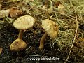 Inocybe oblectabilis-amf65